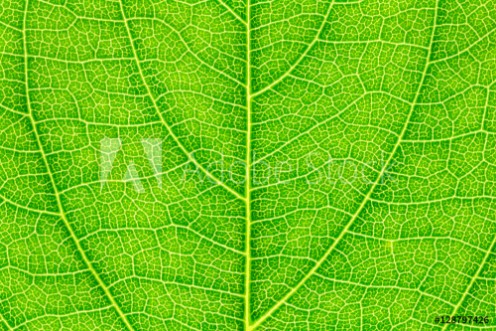 Picture of Leaf texture leaf background for design with copy space for text or image Leaf motifs that occurs natural